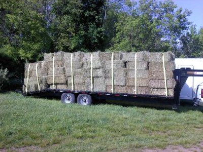 hay.jpg