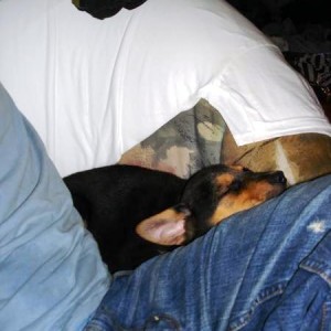 Napping puppy