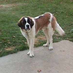 brutus