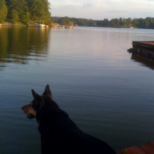 LakeDog