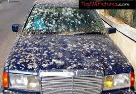 bird-poop-on-car.jpg