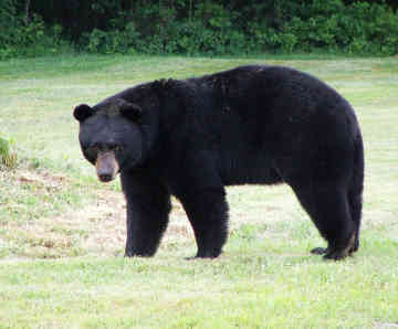 bear.jpg