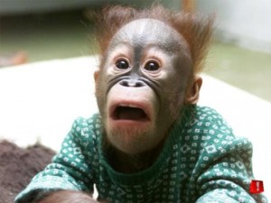 Shocked-300x225.jpg