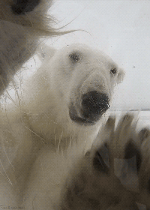 bear-higuys_zps61e1c332.gif