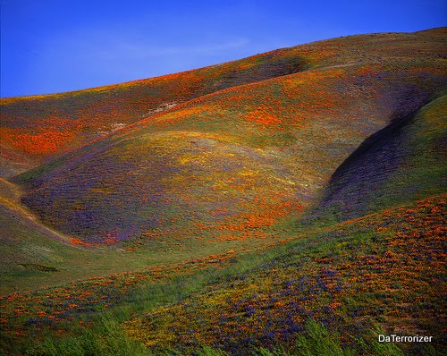 Gorman%20Poppies.jpg