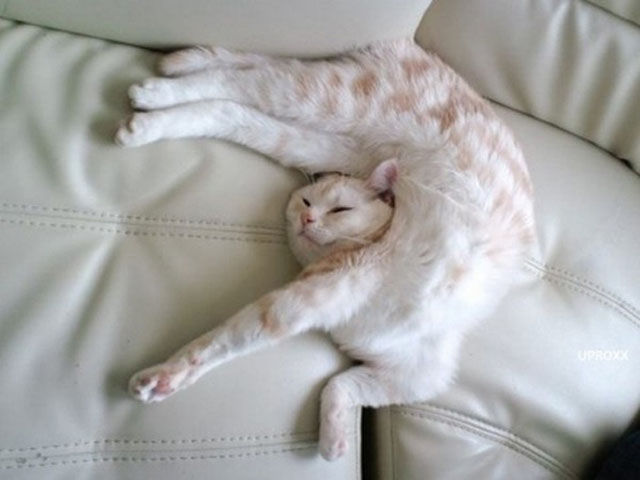 cats_sleeping_in_weird_ways_640_22.jpg