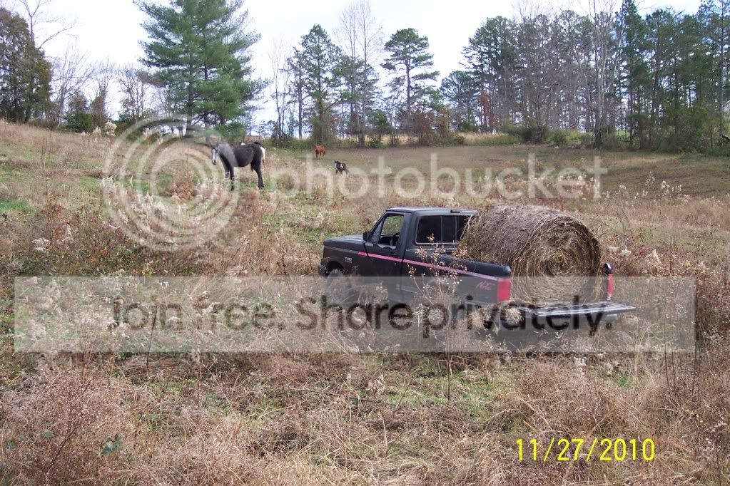 mypics014.jpg