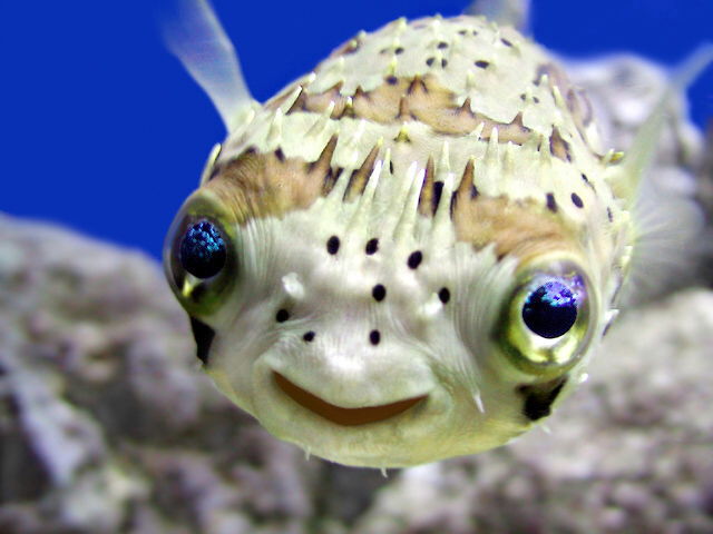 Puffer+Fish.jpg