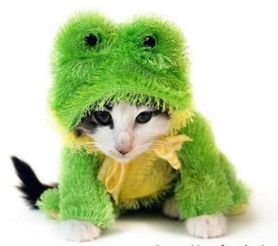 funny-cats-a7.jpg